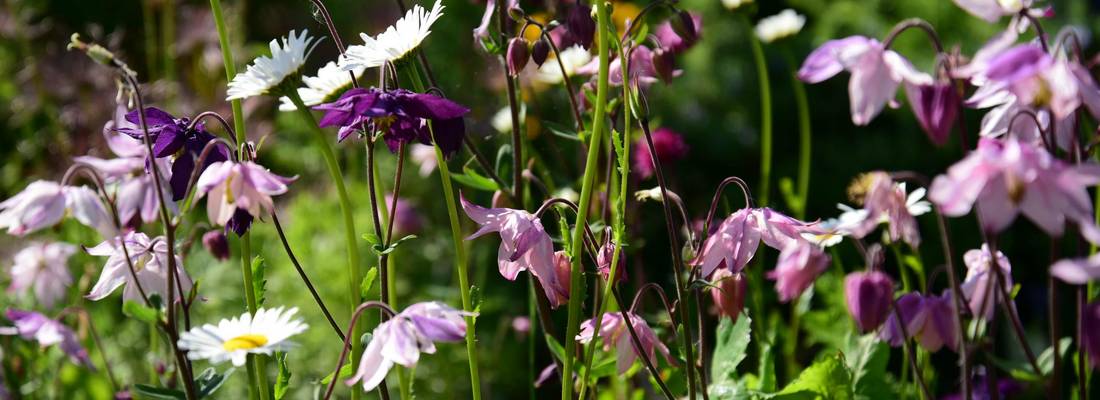 Blüten der Akelei und des Gänseblümchens