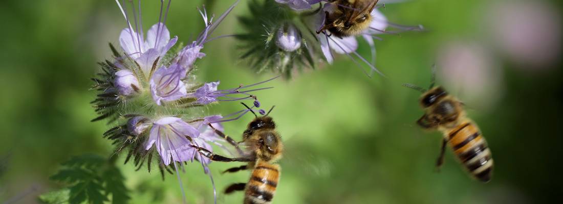 Zwei Bienen befinden sich an jeweils einer Blume während eine weitere Biene fliegt.