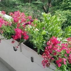 Balkon mit schöner Bepflanzung