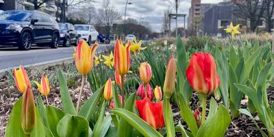 Tulpen auf der Marktstraße