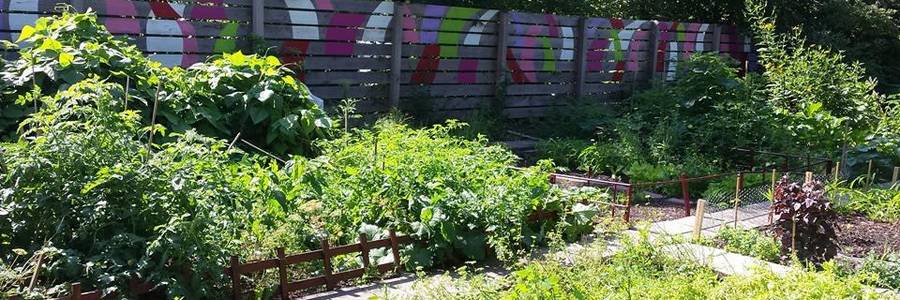 bepflanzte Beete im Interkultureller Garten